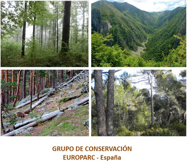 Bosques Maduros y biodiversidad