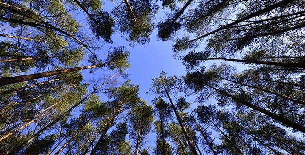 biodiversidad