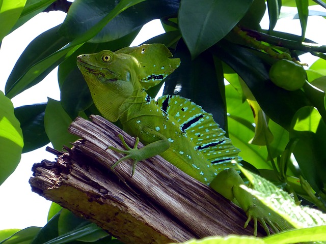 lizard-1742996_640