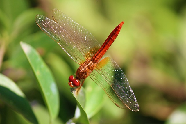 dragonfly-2792209_640
