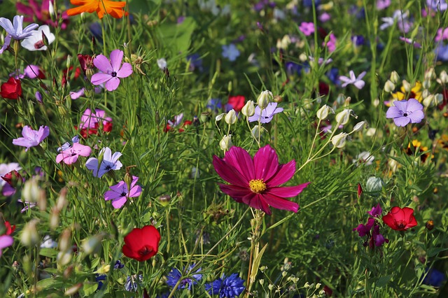 wildflowers-3571119_640